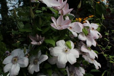 Clematis