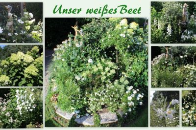 Weißes Beet