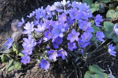 Leberblümchen