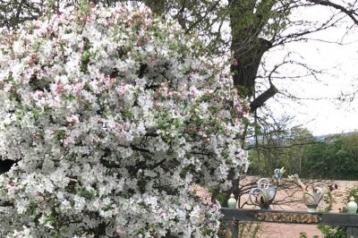 Zierapfelbaum mit Phantasievögeln