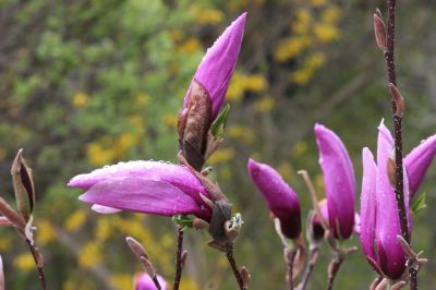 Tulpenmagnolie