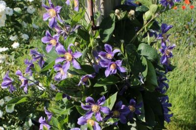 Clematis Juuli