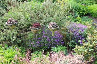 Frühlingsblühen im Steingarten