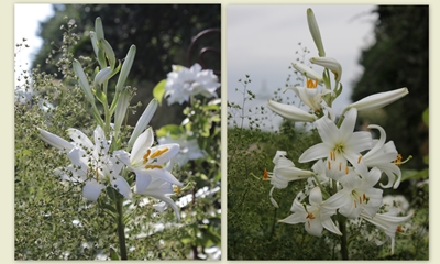 Madonnenlilien